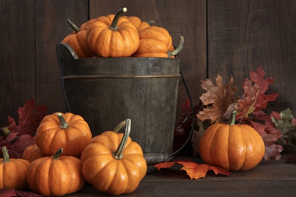 Recipes You Can Make with Pumpkins Used for Decorations