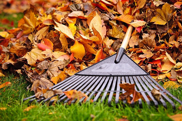 How to Deal with Fallen Leaves – The Green Way