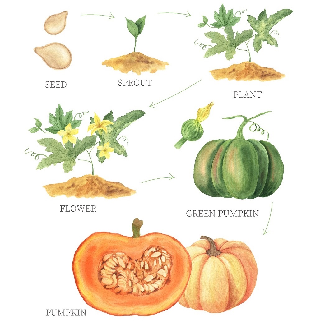 Pumpkin Life Cycle – All Things Autumn