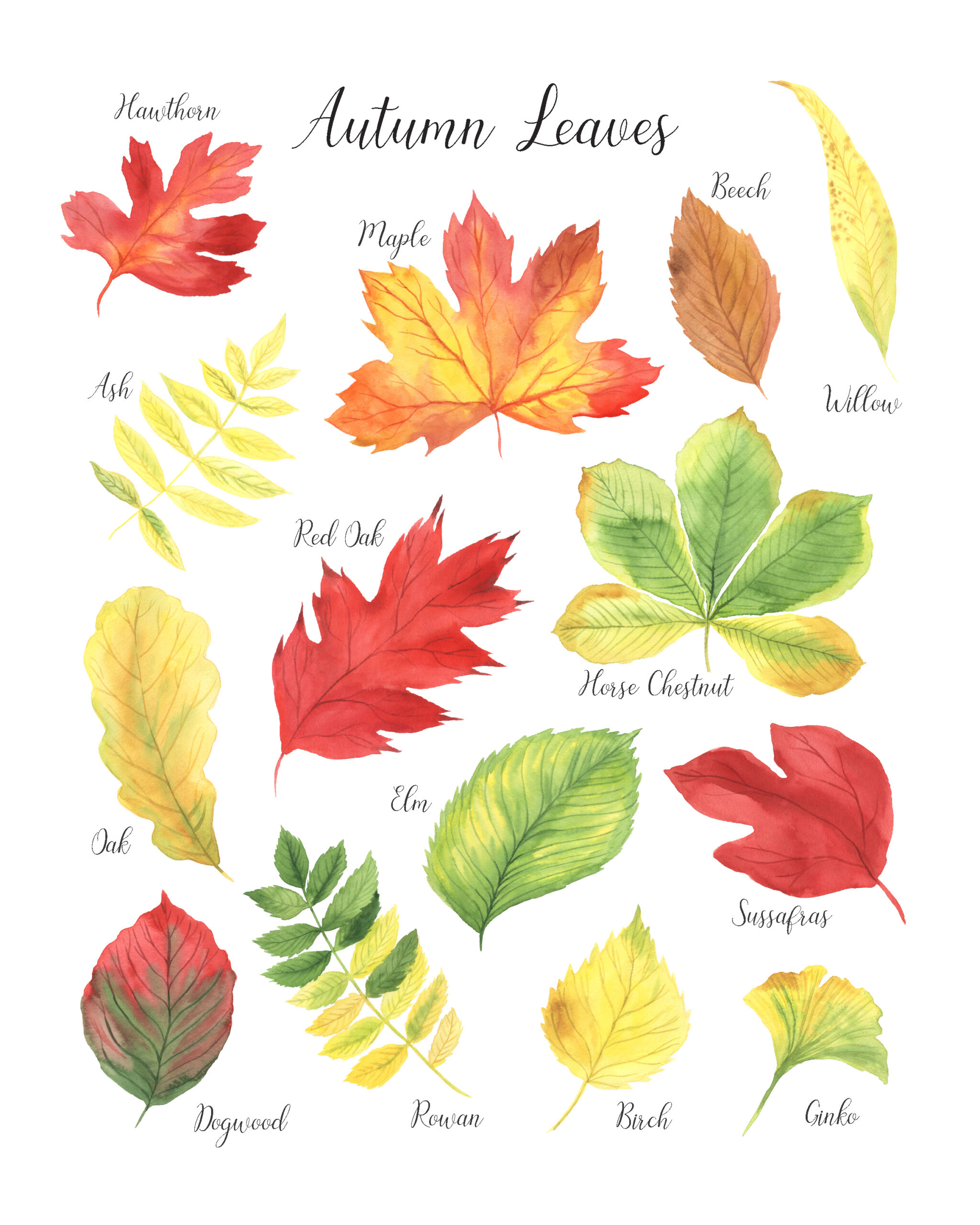 Identify Fall Leaves – All Things Autumn